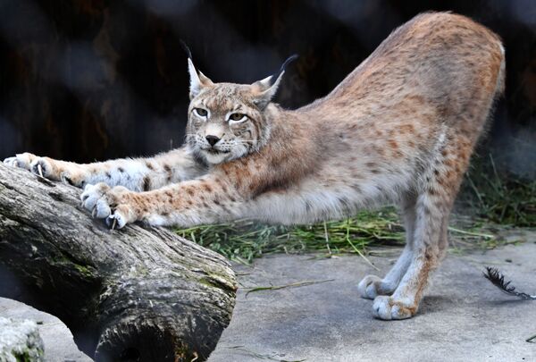 La familia de linces del zoo de Moscú gana nuevos miembros

 - Sputnik Mundo