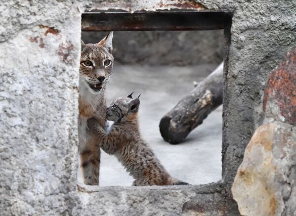 La familia de linces del zoo de Moscú gana nuevos miembros

 - Sputnik Mundo