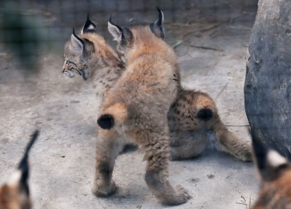 La familia de linces del zoo de Moscú gana nuevos miembros

 - Sputnik Mundo