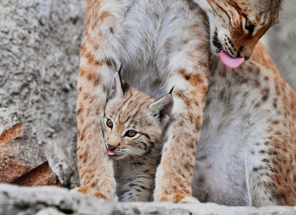 La familia de linces del zoo de Moscú gana nuevos miembros

 - Sputnik Mundo