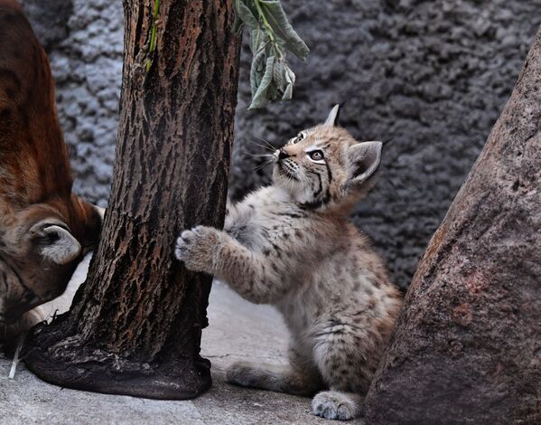 La familia de linces del zoo de Moscú gana nuevos miembros

 - Sputnik Mundo