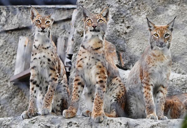 La familia de linces del zoo de Moscú gana nuevos miembros

 - Sputnik Mundo