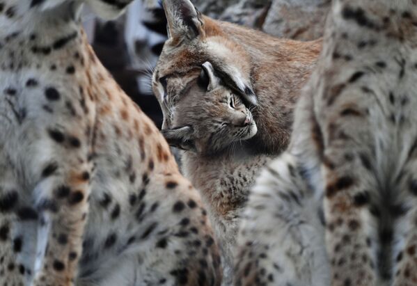 La familia de linces del zoo de Moscú gana nuevos miembros

 - Sputnik Mundo