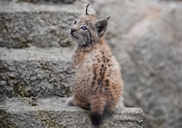 La familia de linces del zoo de Moscú gana nuevos miembros

 - Sputnik Mundo