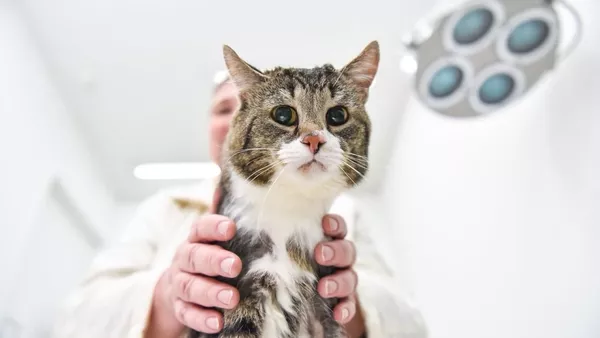 Implantan con éxito en Rusia un injerto idéntico a un hueso a un gato con cáncer óseo