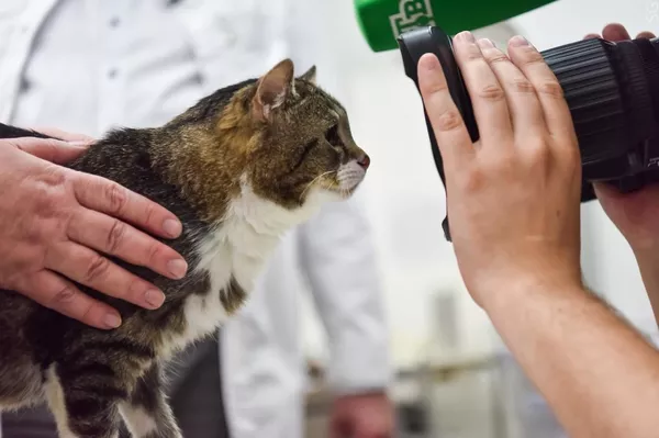 Implantan con éxito en Rusia un injerto idéntico a un hueso a un gato con cáncer óseo Implantan con éxito en Rusia un injerto idéntico a un hueso a un gato con cáncer óseo - Sputnik Mundo
