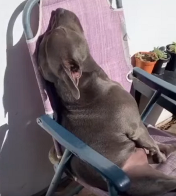 ¡Qué tierno! A este perrito le encanta tomar el sol - Sputnik Mundo