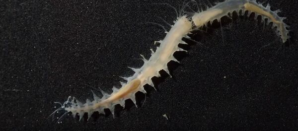 Leocratides kimuraorum Leocratides kimuraorum - Sputnik Mundo