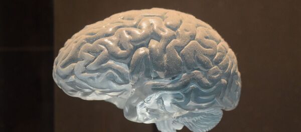 Un cerebro - Sputnik Mundo