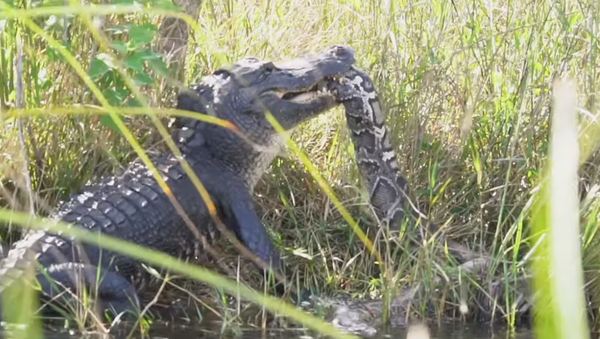 Caimán vs pitón: el combate mortal de las reptilias - Sputnik Mundo