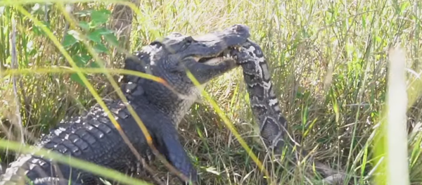 Caimán vs pitón: el combate mortal de las reptilias Caimán vs pitón: el combate mortal de las reptilias - Sputnik Mundo