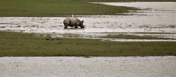 Rinoceronte en el parque nacional de Kaziranga, la India Rinoceronte en el parque nacional de Kaziranga, la India - Sputnik Mundo