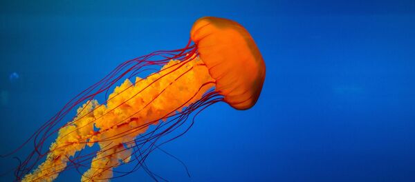 Una medusa - Sputnik Mundo