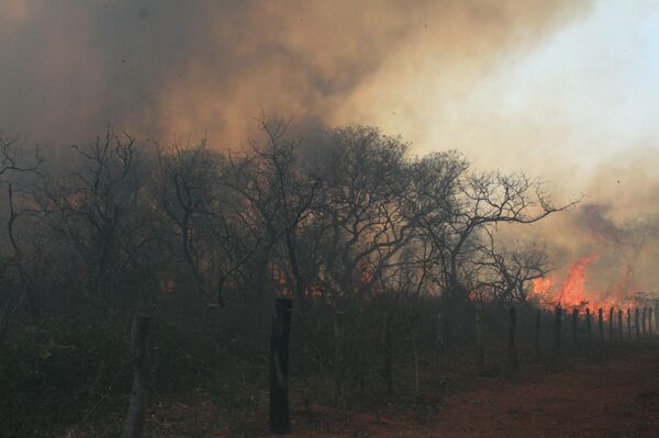 Deforestación en la Amazonía podría llegar a un punto de no retorno - Sputnik Mundo