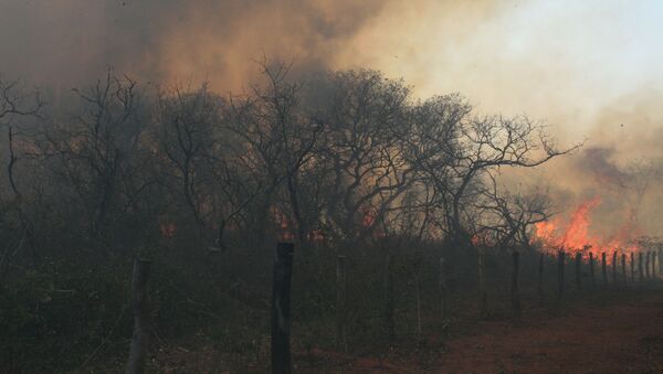 Incendios forestales en la Amazonía - Sputnik Mundo