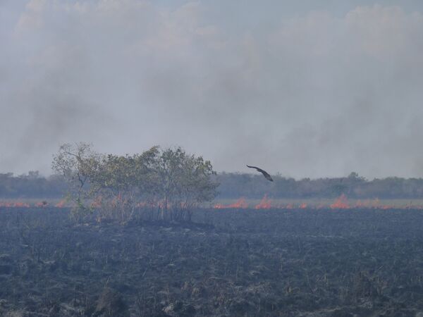 Deforestación en la Amazonía podría llegar a un punto de no retorno - Sputnik Mundo