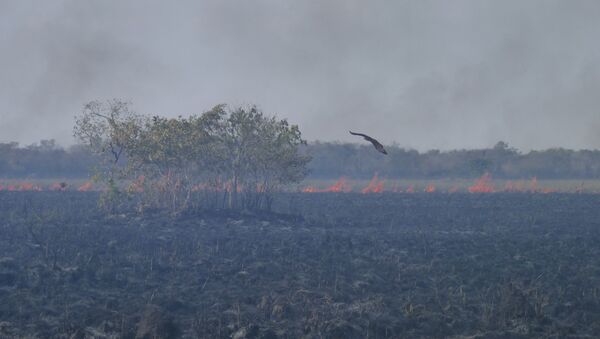 Incendios en la Amazonía - Sputnik Mundo