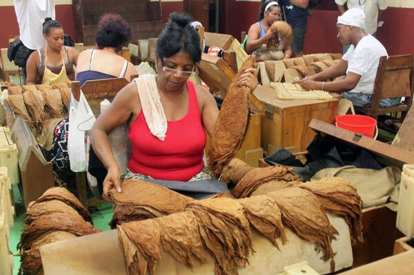 El habano, la tradición centenaria de Cuba que llega a todo el mundo - Sputnik Mundo