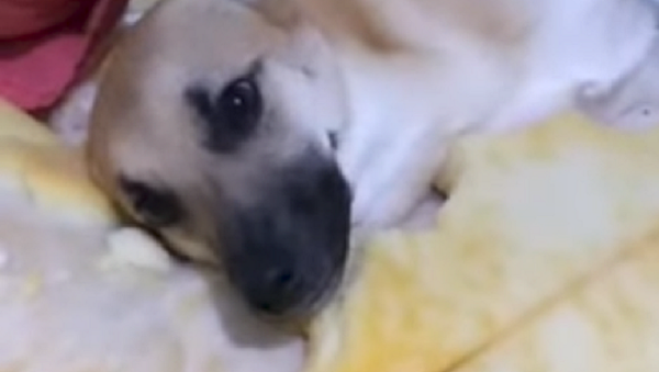 Chico, el pícaro perrito brasileño que se hizo viral en las redes - Sputnik Mundo