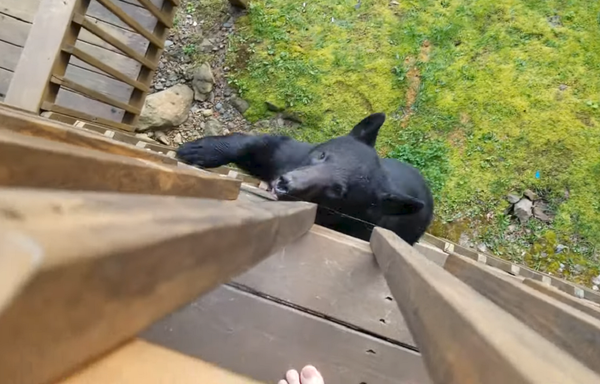 El escalofriante momento en el que un oso negro se sube a la azotea de una casa El escalofriante momento en el que un oso negro se sube a la azotea de una casa - Sputnik Mundo