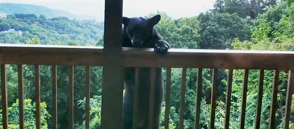 El escalofriante momento en el que un oso negro se sube a la azotea de una casa - Sputnik Mundo