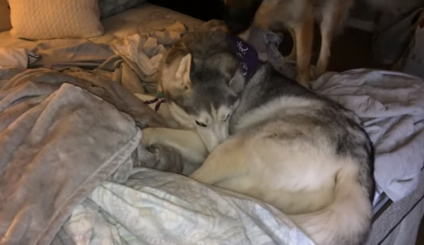 Cuando el cansancio se apodera de ti: un husky rechaza levantarse de la cama - Sputnik Mundo