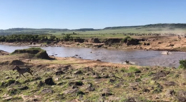 Una cebra cruza un río lleno de cocodrilos y cae en la emboscada de dos leonas - Sputnik Mundo