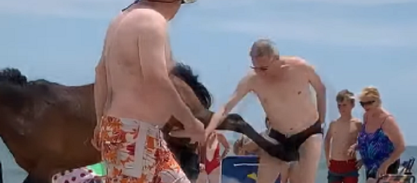 ¡No me toques!: un caballo patea a un turista maleducado   - Sputnik Mundo