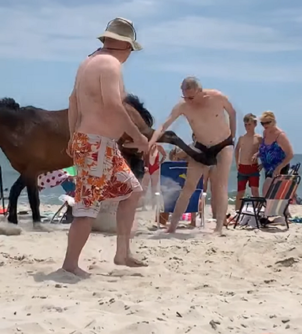 ¡No me toques!: un caballo patea a un turista maleducado - Sputnik Mundo