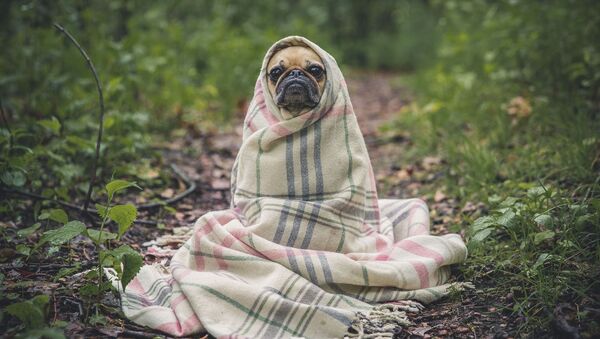 Un perrito, foto de archivo - Sputnik Mundo