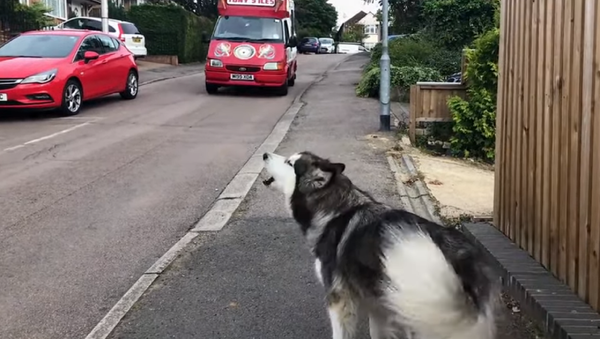 ¡Es hora de comer helado! La insólita costumbre de un malamute de Alaska  - Sputnik Mundo