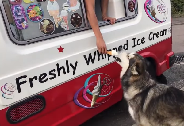 ¡Es hora de comer helado! La insólita costumbre de un malamute de Alaska - Sputnik Mundo