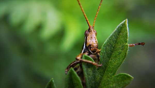 Insecto langosta (imagen referencial) - Sputnik Mundo