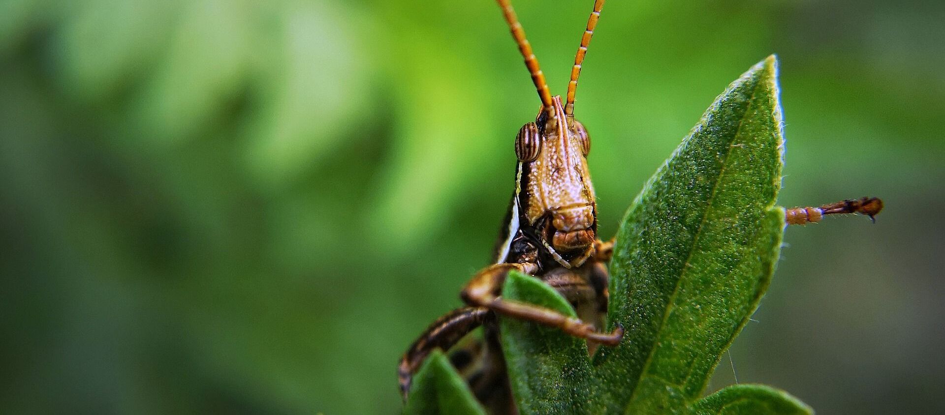 Insecto langosta (imagen referencial) - Sputnik Mundo, 1920, 22.07.2019