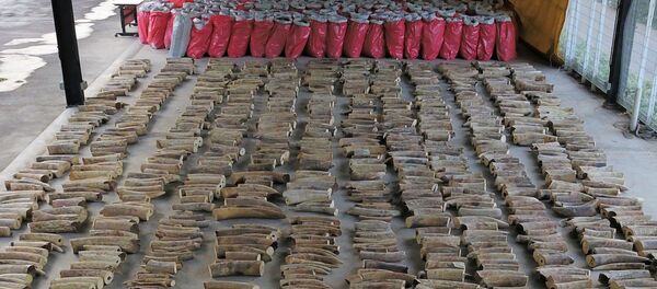 Marfil incautado por la autoridades de Singapur - Sputnik Mundo