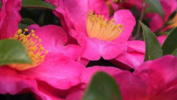 Camellia Camellia - Sputnik Mundo