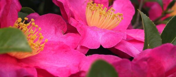 Camellia Camellia - Sputnik Mundo