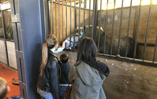 Visitantes acarician un caballo en la Exposición Rural de Buenos Aires - Sputnik Mundo