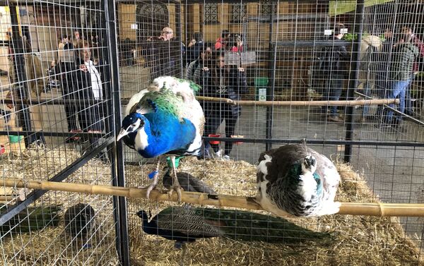 Aves en la Exposición Rural de Buenos Aires - Sputnik Mundo