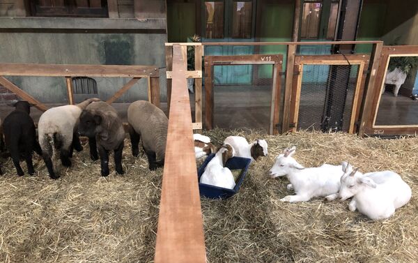 Animales en la Exposición Rural de Buenos Aires de 2019 - Sputnik Mundo