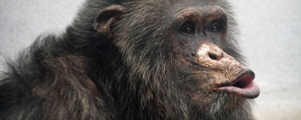 Chimpancé - Sputnik Mundo