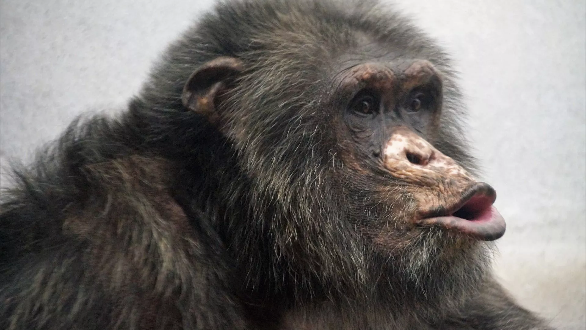 Chimpancé