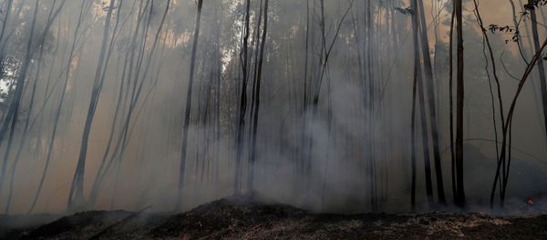Un bosque tras el incendio forestal (imagen referencial) Un bosque tras el incendio forestal (imagen referencial) - Sputnik Mundo