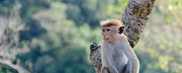 Un mono (imagen referencial) Un mono (imagen referencial) - Sputnik Mundo