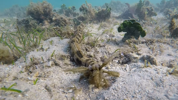 Un buzo tropieza con una misteriosa criatura marina - Sputnik Mundo