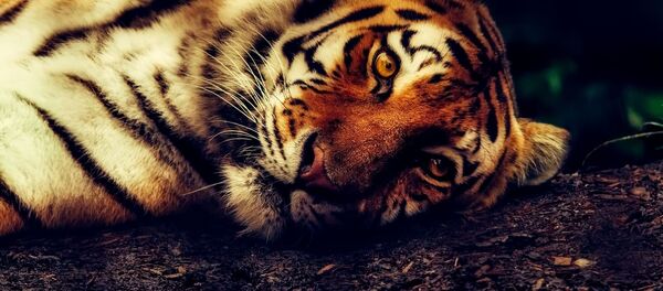 Un tigre - Sputnik Mundo