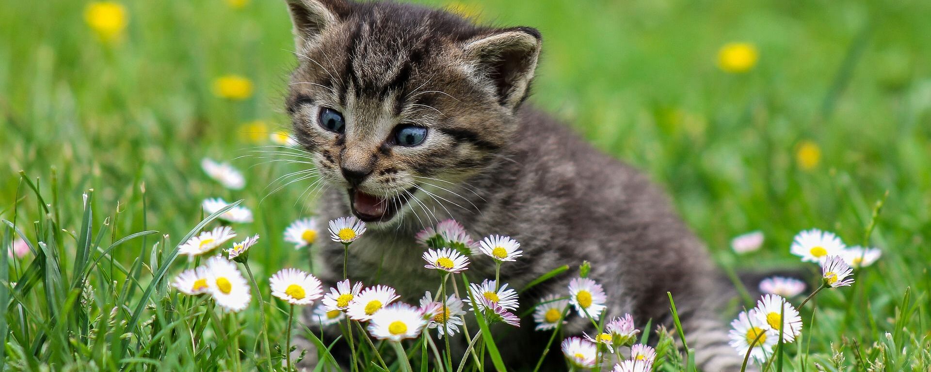 Un gato pasea por un campo de flores  - Sputnik Mundo, 1920, 31.03.2021