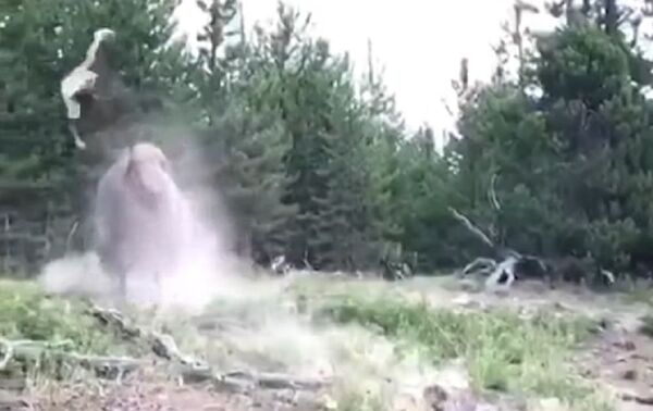 El terrorífico momento en el que un bisonte salvaje ataca a una niña - Sputnik Mundo