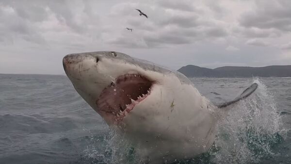 Un tiburón salta a cámara lenta - Sputnik Mundo