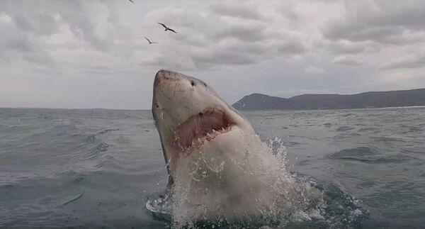Belleza aterradora: así salta un tiburón gigante a cámara lenta - Sputnik Mundo